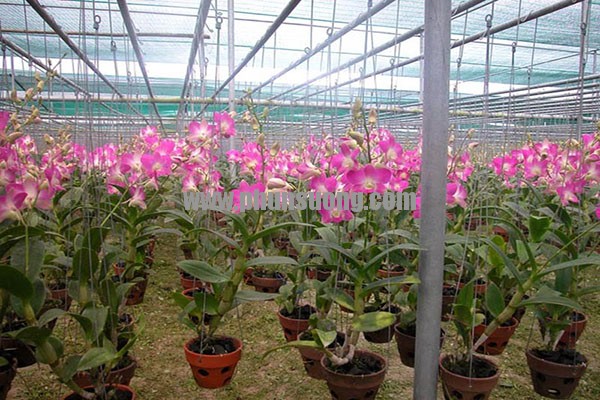 Phun sương Hoàng Hà dùng trong nhà xưởng Lý Tân ở Quận 1