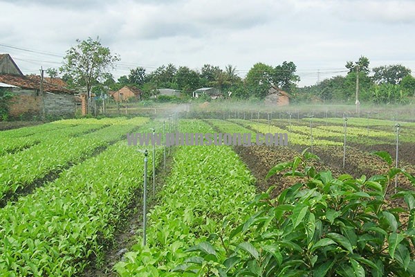 Phun sương Hoàng Hà dùng trong trồng rau 