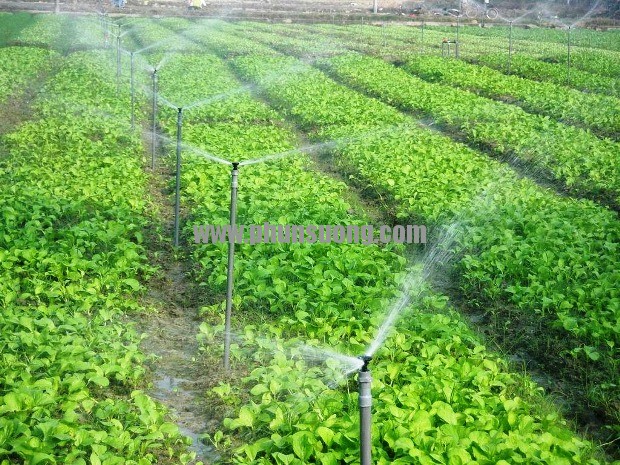 Phun sương Hoàng Hà dùng trong trồng rau ở Hậu Giang