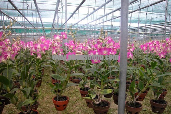 Phun sương Hawin được sử dụng cho vườn lan tại Lai Châu